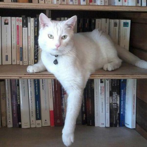 Kot chez l'habitant